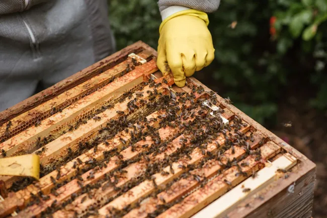 Crop beekeeper harvesting beehive with honey