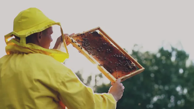 Beekeeper Examining Honeycomb Frame Outdoors